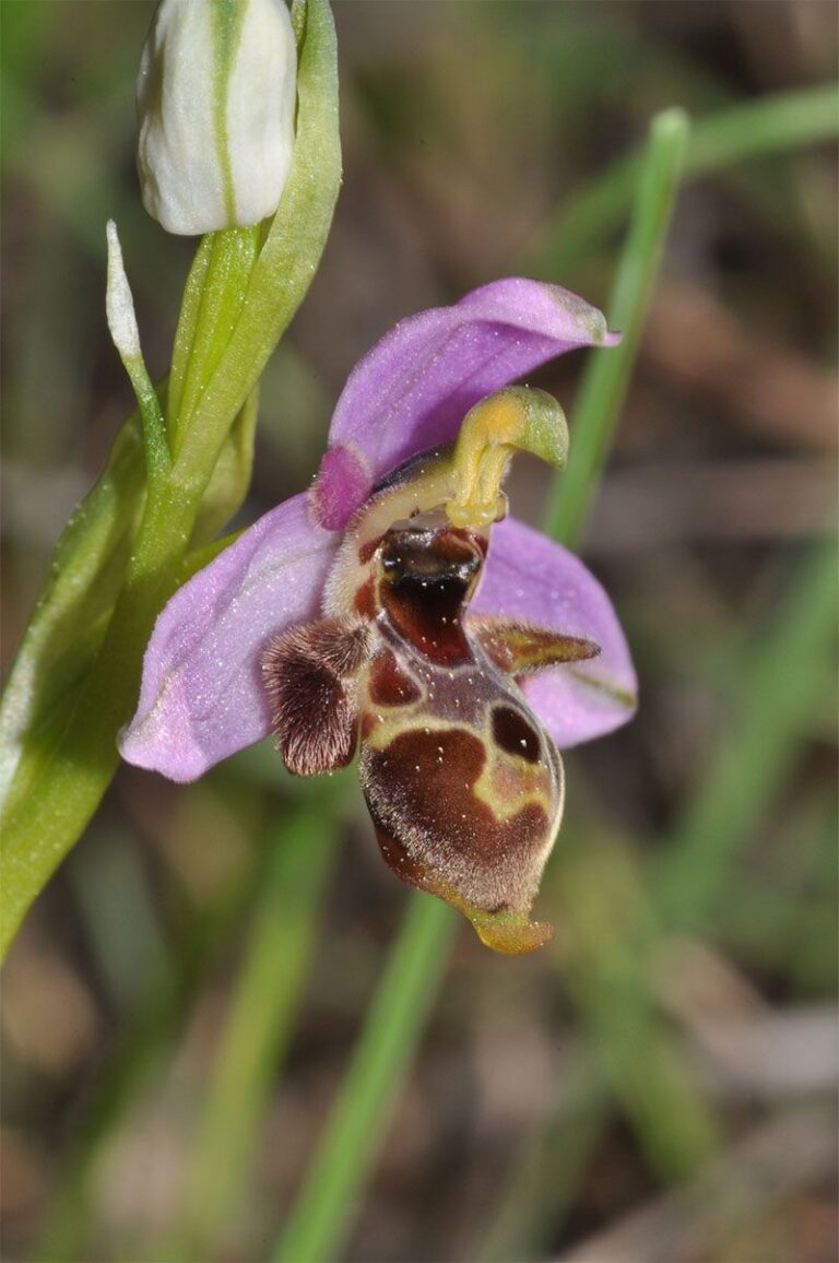 Ophrys_mastichorum